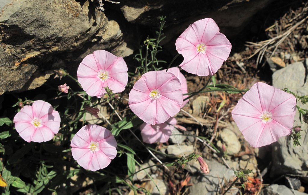 Convolvulus cantabrica